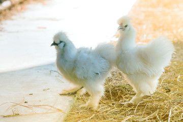 A couple Silkie hens walk and finding food.
