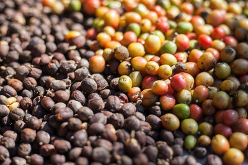 coffee beans dried with sunlight