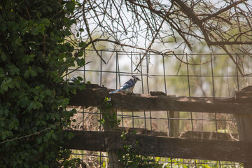 Blu jay