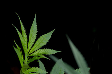 Cannabis plant growing black background Marijuana Weed