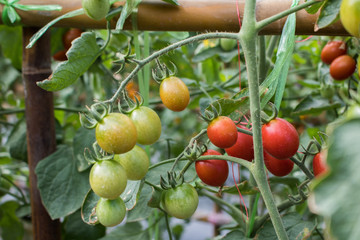 Organic tomatoes in garden ready to harvest  with copy space
