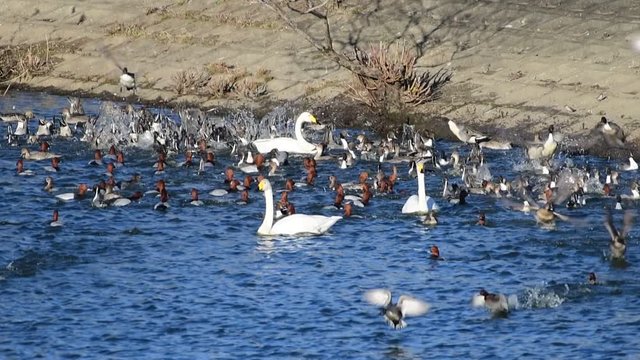 オナガガモが逆立ち、ホシハジロがどぶんと頭から、オオハクチョウ、オオバン、スズメ、スローモーション