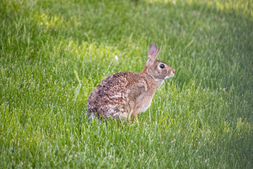 CottonTail Rabbit in a field