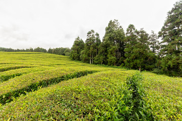Fototapeta na wymiar Shrubs of tea growing at the Gorreana tea plantation on Sao Miguel island in Portugal.