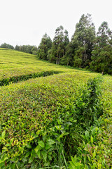 Fototapeta na wymiar Endless rows of tea growing in the Azores.