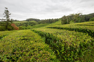 Fototapeta na wymiar A rainy day in summer at a tea plantation in the Azores.