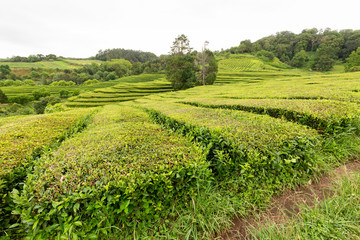 Fototapeta na wymiar Landscape view of a tea plantation near Sao Bras on Sao Miguel island in the Azores.