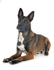 Fototapeta premium malinois in studio