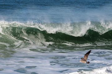 Fototapeta premium Breaking Atlantic ocean wave, Nazare, Portugal.