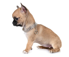 Obraz premium puppy chihuahua in studio