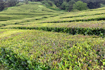 Fototapeta na wymiar One of only two European tea plantations on the island of Sao Miguel in the Azores.