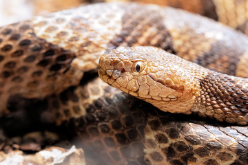 Northern Copperhead venomous pit viper found in Eastern North America