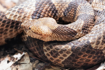 Northern Copperhead venomous pit viper found in Eastern North America