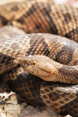 Northern Copperhead venomous pit viper found in Eastern North America