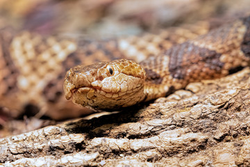 Northern Copperhead venomous pit viper found in Eastern North America