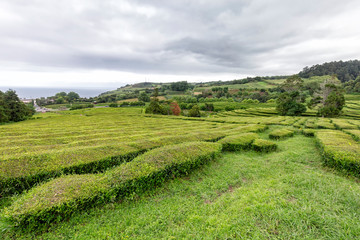 Fototapeta na wymiar The Beautiful Gorreana tea plantation in Sao Miguel, Portugal.