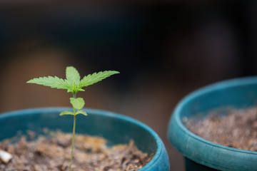 Small Cannabis Plants Growing Inside a Flowerpot in the Garden Weed Grow Marijuana Indica Sativa