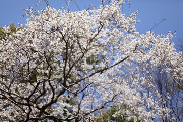 天神様の桜