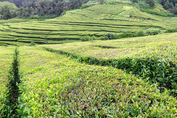 A view of rows of tea growing at the Gorreana tea plantation in Sao Miguel.