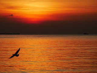 Wonderful picturesque places , many seagulls and good view at Bangpu Recreation Center ,Samut Prakan THAILAND.