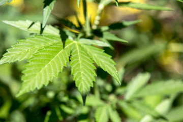 Cannabis Leaf Marihuana Plant in Garden