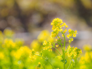 菜の花