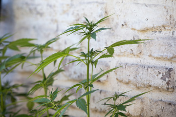 Candis Weed Plant with little bud blooming in garden