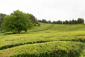 Fototapeta na wymiar A beautiful tree growing between between rows of tea in the Azores.