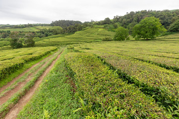 Fototapeta na wymiar A road leading down between rows of tea growing at a tea plantation in the island of Soa Miguel in the Azores.