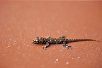 Brown lizard on ground 