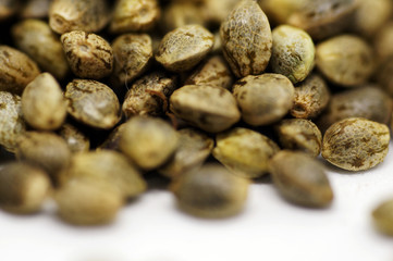 Cannabis Seeds 