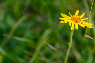Fotobuch Hintergrund Wiese