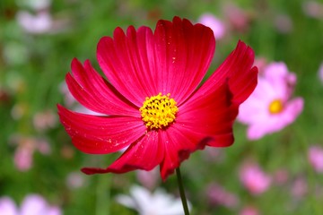 Red cosmos flower in the garden.