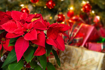 Red Poinsettia (Euphorbia pulcherrima), Christmas Star flower. Festive red and golden holiday background with Christmas tree and presents. - 239269199