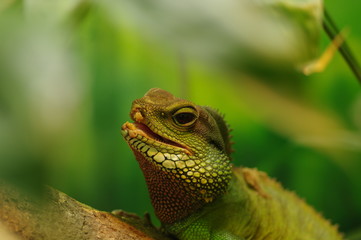 インドシナウォータードラゴン