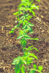 Garden bed with tomato sprouts