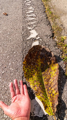 秋の軽井沢散歩