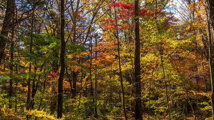 Fototapeta premium 秋の軽井沢散歩