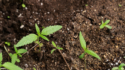 Cannabis grow plant garden close up weed