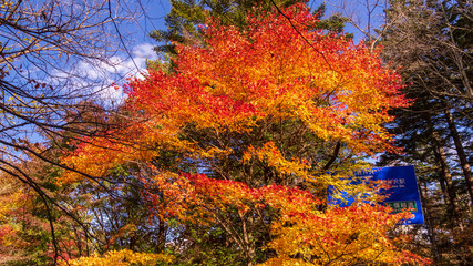 秋の軽井沢散歩