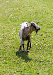Obraz premium White goat