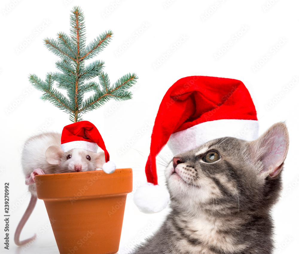 Wall mural cute little mouse and cat with santa caps - white background