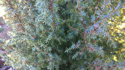 ветви хвойного дерева © solyaris73