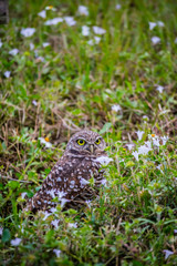 A Burrowing Owl in Cape Coral, Florida