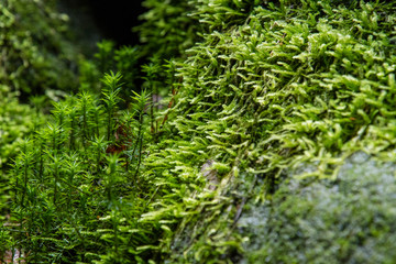 Green moss on rock.