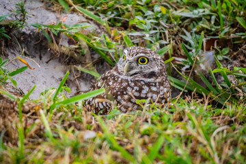 A Burrowing Owl in Cape Coral, Florida
