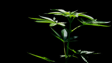 Cannabis Leaf Marijuana Plant in black background
