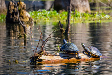 Two big Painted Turtles in Abbeville, Louisiana
