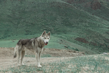 Naklejka premium Dog guide in the Altai mountains