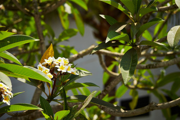 Tropical plumeria flower 